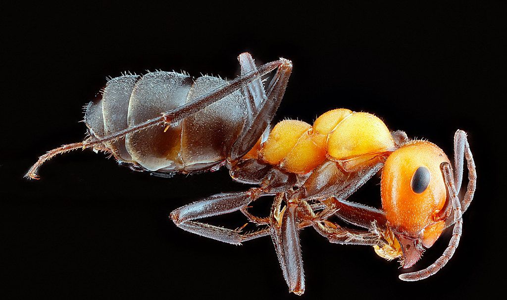 Ant Control service in Lawrence, IN