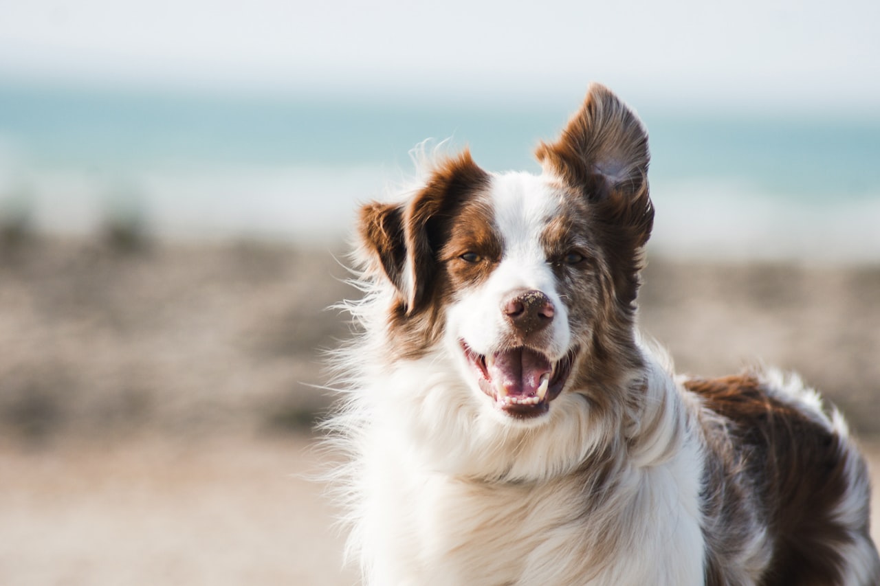 Flea & Tick Control service in Lawrence, IN