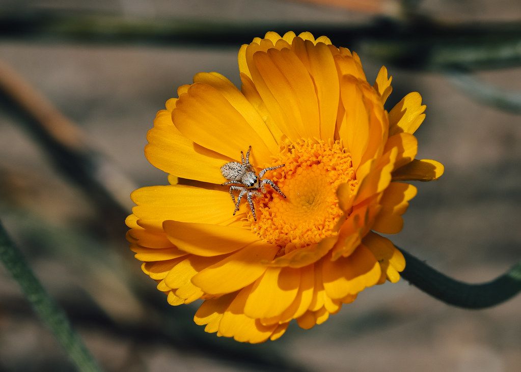 Spider Control service in Lawrence, IN